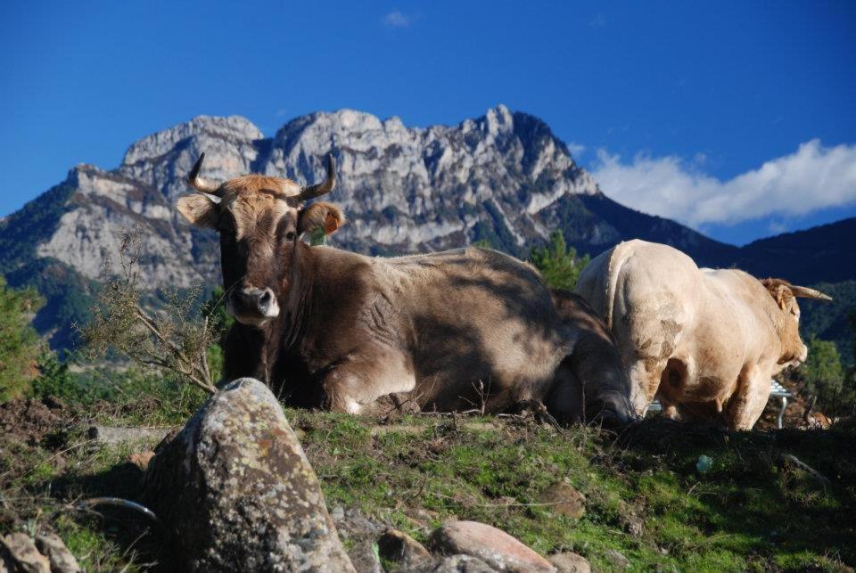 Apartamentos Pirineos Ordesa El Pueyo de Araguás Buitenkant foto